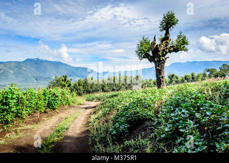 Dirt track winds through farmland in Guatemalan highlands, Central America. Stock Photo