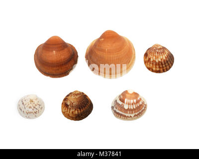 Bivalves Discus Shaped Shells Stock Photo - Alamy