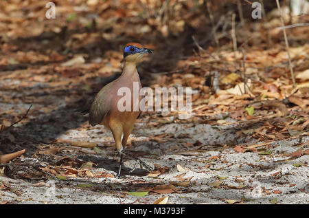 Red-capped Coua (Coua ruficeps) adult walking on track, Madagascan endemic  Ampijoroa Forest Station, Ankarafantsika, Madagascar                Novemb Stock Photo