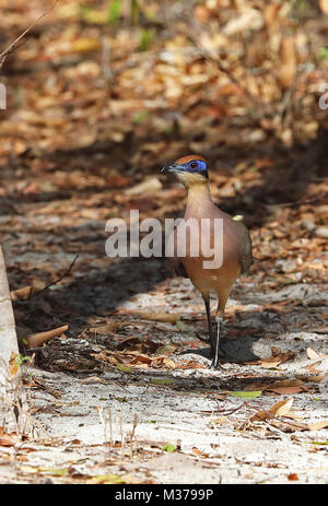 Red-capped Coua (Coua ruficeps) adult walking on track, Madagascan endemic  Ampijoroa Forest Station, Ankarafantsika, Madagascar                Novemb Stock Photo