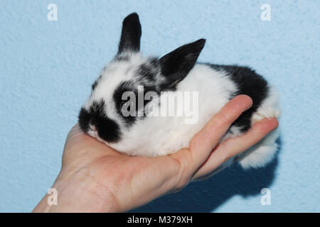 cute little black white baby bunny for easter Stock Photo