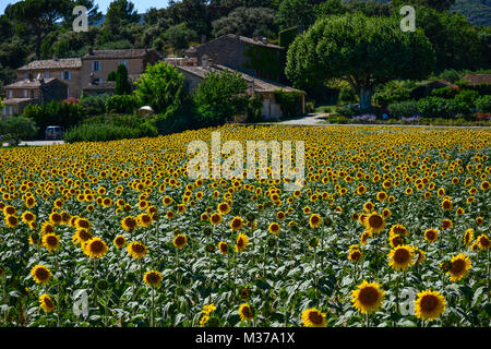 Stunning beautiful landscape view of a full sunflower field in Provence with bright yellow flowers Stock Photo