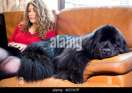Beautiful young, long haired, caucasian woman, sitting at a laptop on the sofa, with her giant breed, pet Newfoundland dog lying asleep next to her.