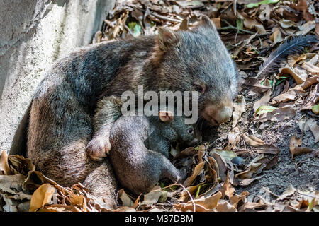Female wombat with her baby joey, Queensland, Australia. Stock Photo