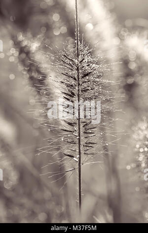 Black and white image of Pennisetum alopecuroides ‘Red Head’ Fountain Grass with dew drops Stock Photo