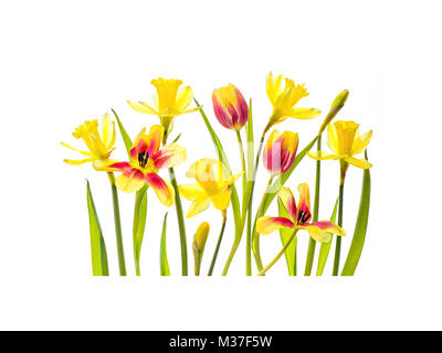Vibrant image of spring red and yellow tulips and yellow daffodils against a white background Stock Photo