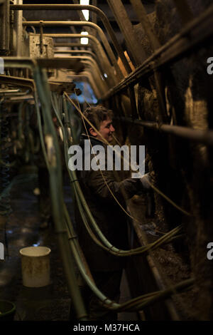 New moat, Pembrokeshire, Wales, UK. 22nd of january 2018, Andrew Williams, 23, farmhand.  Andrew Williams in the milking parlour, taking crae of the c Stock Photo
