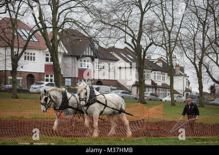 Irish ploughman Tom Nixon leads Shire horses Nobby and Heath as they plough an on-going heritage wheat-growing area in Ruskin Park, a public green space in the borough of Southwark, on 9th February 2018, in London, England. The Friends of Ruskin Park are again growing heritage wheat and crops together with the Friends of Brixton Windmill and Brockwell Bake Association. Shire horses are descended from the medieval warhorse but are a breed under threat. Operation Centaur, which maintains the last working herd of Shires in London is dedicated to the protection and survival of the breed. Stock Photo