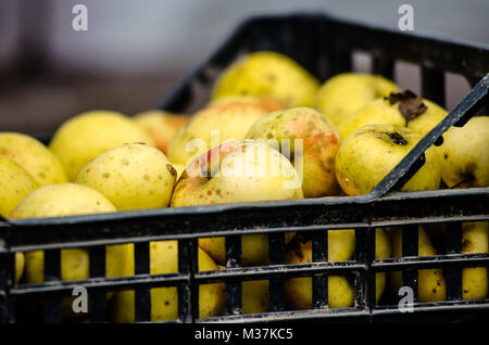 yellow apples in plastic boxes. apple harvest. apples for food textures. many apples. Stock Photo