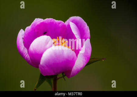 Alexandria Rose (Paeonia officinalis). Close up. Stock Photo