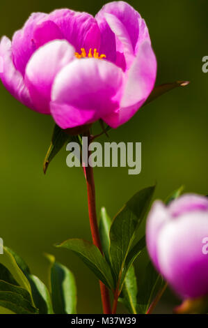 Alexandria Rose (Paeonia officinalis). Close up. Stock Photo