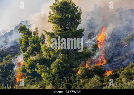fire in a pine forest in Kassandra, Chalkidiki, Greece Stock Photo