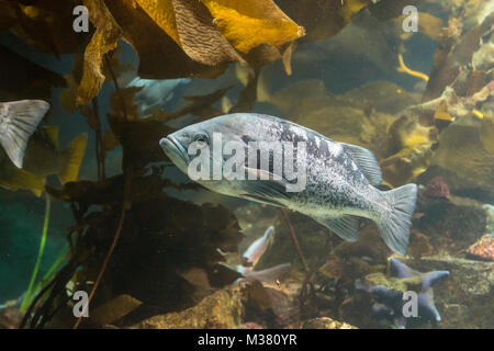 Blue Rockfish: Sebastes mystinus.    Aquarium, Vancouver, Canada. Stock Photo
