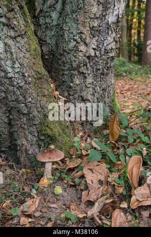 Brown Birch Bolete: Leccinum scabrum. Surrey, UK. Stock Photo