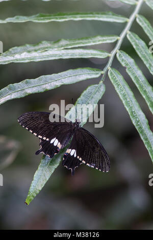 Common Mormon butterfly: Papilio polytes. Stock Photo