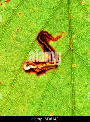 Leaf Miner of Moth: Stigmella aurella, in Bramble leaf. Surrey, UK. Stock Photo