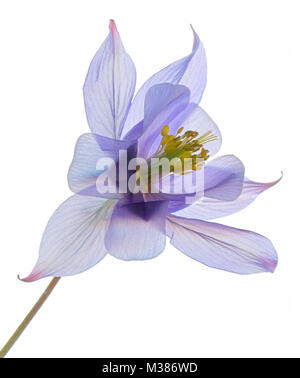 An isolated Columbine, Aquilegia or Granny's bonnet perenial with detail in the petal cell structure by use of diffuse back-lighting Stock Photo