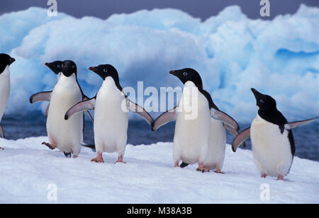 Antarctica. Adelie penguins (Pygoscelis adeliae) walking on iceberg. Stock Photo