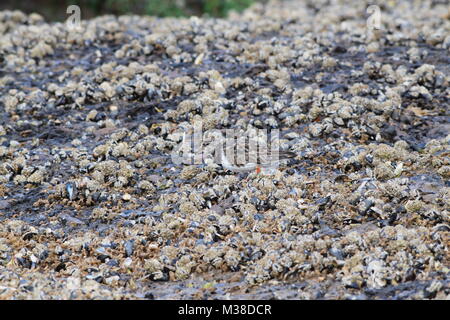 Ruddy Turnstone Feeding on shoreline, (Arenaria interpres) RSPB Titchwell Beach, Norfolk, England, United Kingdom Stock Photo