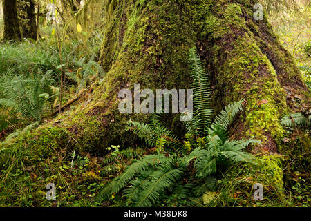 WA13300-00...WASHINGTON - Large tree located along Sams River Trail in the Queets Rain Forest of Olympic National Park. Stock Photo