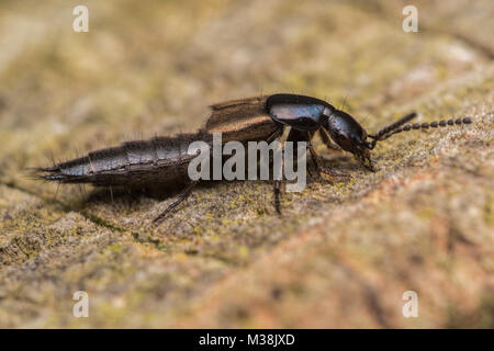 Rove Beetle in the family (Staphylinidae) resting on top of a fencepost. Tipperary, Ireland. Stock Photo