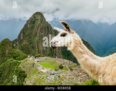 Llama in Machu Picchu, Cusco Region, Peru Stock Photo