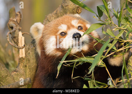 panda, red, bear, animal,  fulgens, ailurus, asia, cute,  nature, white, wild, eyes,  wildlife, mammal, china, cat,  kleiner, green, lesser, backgroun Stock Photo