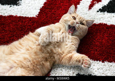 A cute red tabby cat is lying on a carpet on the floor and looking like it is smiling. Stock Photo