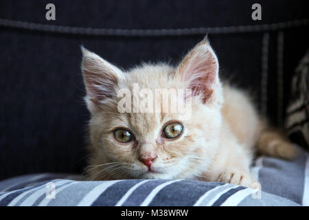 A cute red tabby kitten of a British cat is lying on the sofa and is looking satisfied and relaxed. Stock Photo