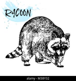 Hand drawn sketch style raccoon. Vector illustration isolated on white ...
