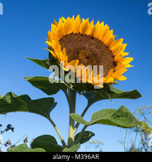 Helianthus annuus - a sun-seeking Sunflower in Middle Dorset UK Stock Photo