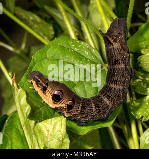 Caterpillar of the Elephant Hawk Moth showing it's false eyes Stock Photo