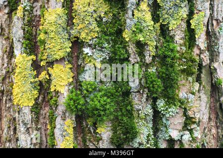 Green moss and yellow lichen growing on a trunk of  a willow Stock Photo