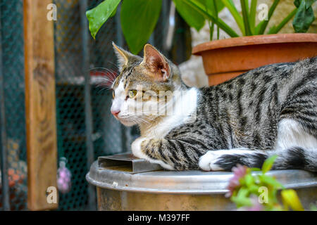 A young tabby cat sits on a pedastal in a garden of a cat shelter in Dubrovnik Croatia Stock Photo