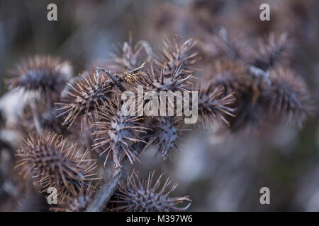 xanthium strumarium or rough cocklebur dry thorn closeup Stock Photo