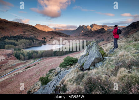 Walker overlooking Blea Tarn and the Langdale Pikes at sunrise, Little Langdale, Lake District National Park, Cumbria, England, UK Stock Photo