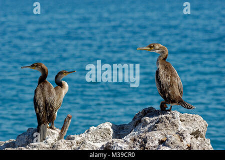 Cormorants on rocks near Opatija, Croatia Stock Photo