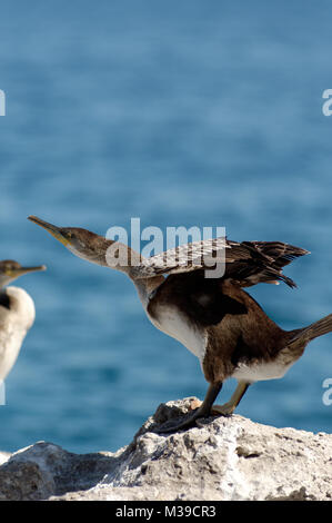 Cormorants on rocks near Opatija, Croatia Stock Photo