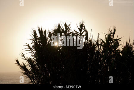 Tall grass plants are silhouetted against the setting sun and the Atlantic in southern Portugal. Stock Photo