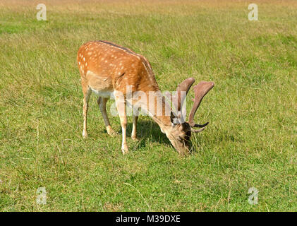 Sika deer (Cervus nippon, also known as spotted deer or Japanese deer) is eating grass Stock Photo