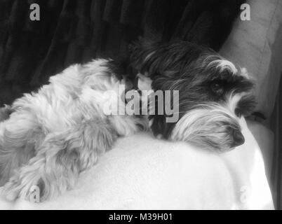 Tibetan terrier dog in black and white lying on thr arm of a sofa relaxing. Sleepy older pet resting on a blanket Stock Photo