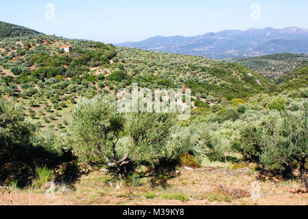 Koroneiki Olive Trees Peloponnese Greece Stock Photo: 19511366 - Alamy