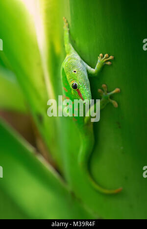 Madagascar Day Gecko - Phelsuma madagascariensis, Madagascar forest. Cute endemic Madagascar lizard. Stock Photo