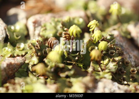 Umbrella liverwort in macro Stock Photo