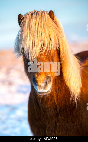 Portrait of an Icelandic horse with a beautiful blonde mane Stock Photo