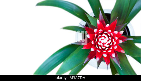 Guzmania  flower blossom isolated image top view closeup Stock Photo