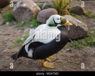 somateria fischeri Ente Plüschkopfente Eider Duck Spectacled Eider Stock Photo