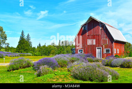 A lavender farm in the beautiful pacific northwest countryside of Ferndale, Washington, USA.  Lavender flowers are growing in the foreground with a r Stock Photo