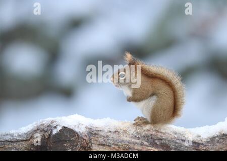 A little American red squirrel Tamiasciurus hudsonicus sitting on a snowy branch on a cold winter day Stock Photo