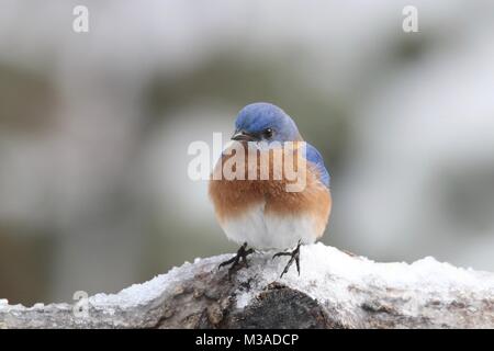A male eastern bluebird Sialia siails perching on a snow covered branch on a winter day. Stock Photo